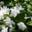Philadelphus 'Polar Star'