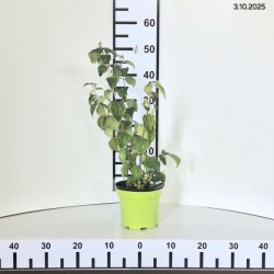 Philadelphus 'Polar Star'