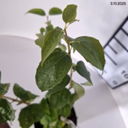 Philadelphus 'Polar Star'