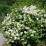 Philadelphus 'Polar Star'