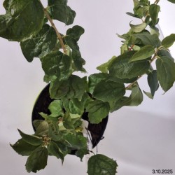 Philadelphus 'Polar Star'