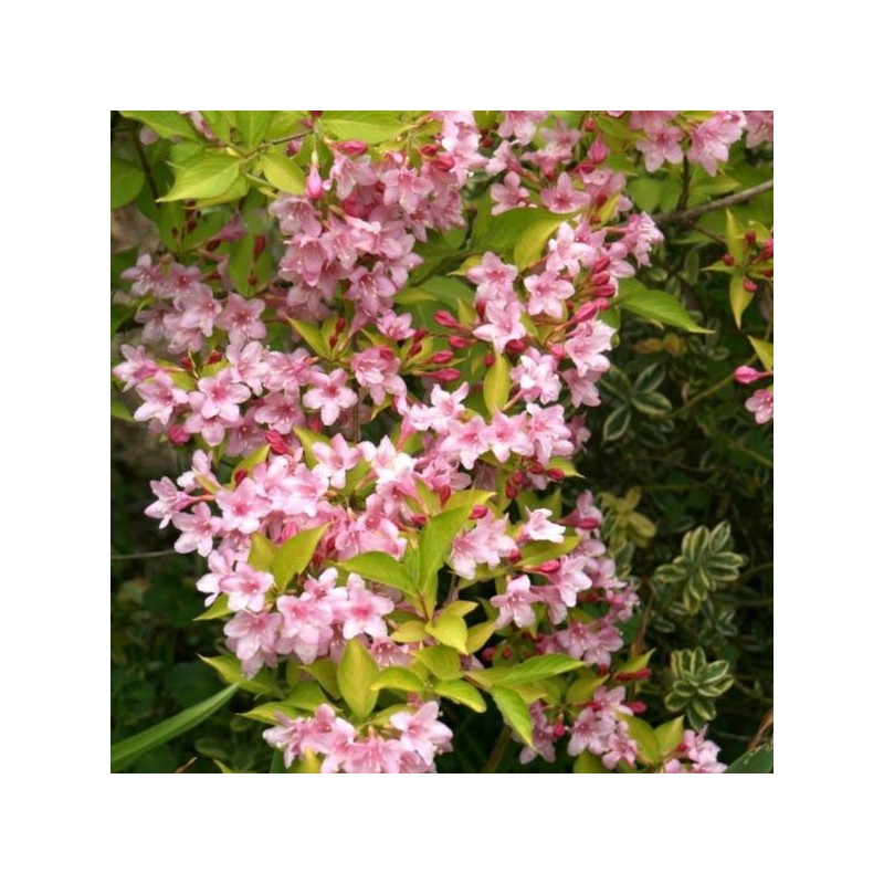 Weigela 'Looymansii Aurea'