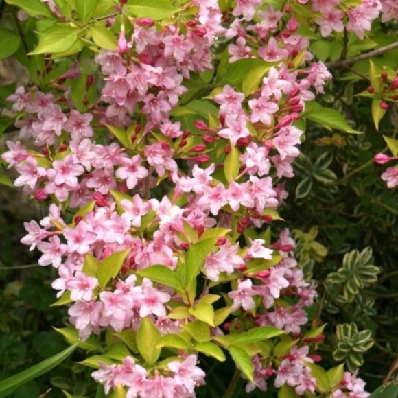 Weigela 'Looymansii Aurea'