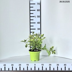 Weigela 'Looymansii Aurea'