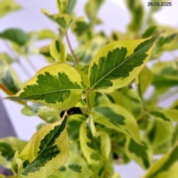 Weigela 'Looymansii Aurea'