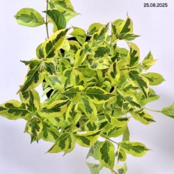 Weigela 'Looymansii Aurea'