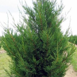 ×Cupressocyparis leylandii...