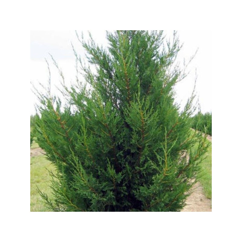 ×Cupressocyparis leylandii 'Tweeduizendéén'