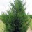 ×Cupressocyparis leylandii 'Tweeduizendéén'
