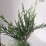 ×Cupressocyparis leylandii 'Tweeduizendéén'