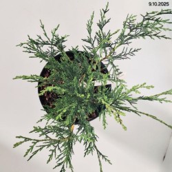 ×Cupressocyparis leylandii 'Tweeduizendéén'