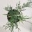 ×Cupressocyparis leylandii 'Tweeduizendéén'