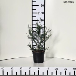 ×Cupressocyparis leylandii 'Tweeduizendéén'
