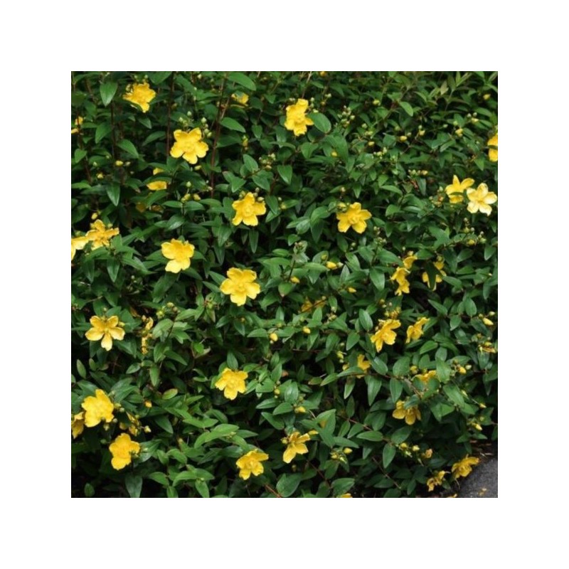 Hypericum 'Hidcote'