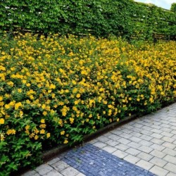 Hypericum 'Hidcote'