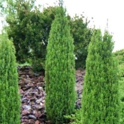 Juniperus communis 'Arnold'