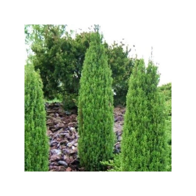 Juniperus communis 'Arnold'