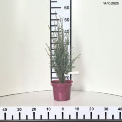 Juniperus communis 'Arnold'