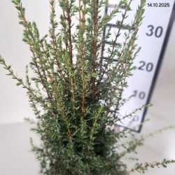 Juniperus communis 'Arnold'