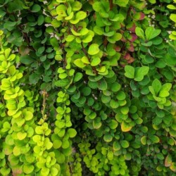 Berberis thunbergii 'Erecta'