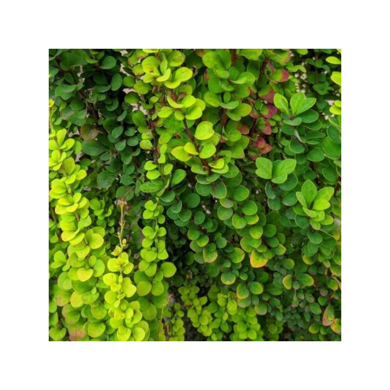 Berberis thunbergii 'Erecta'