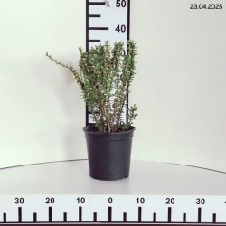 Berberis thunbergii 'Erecta'