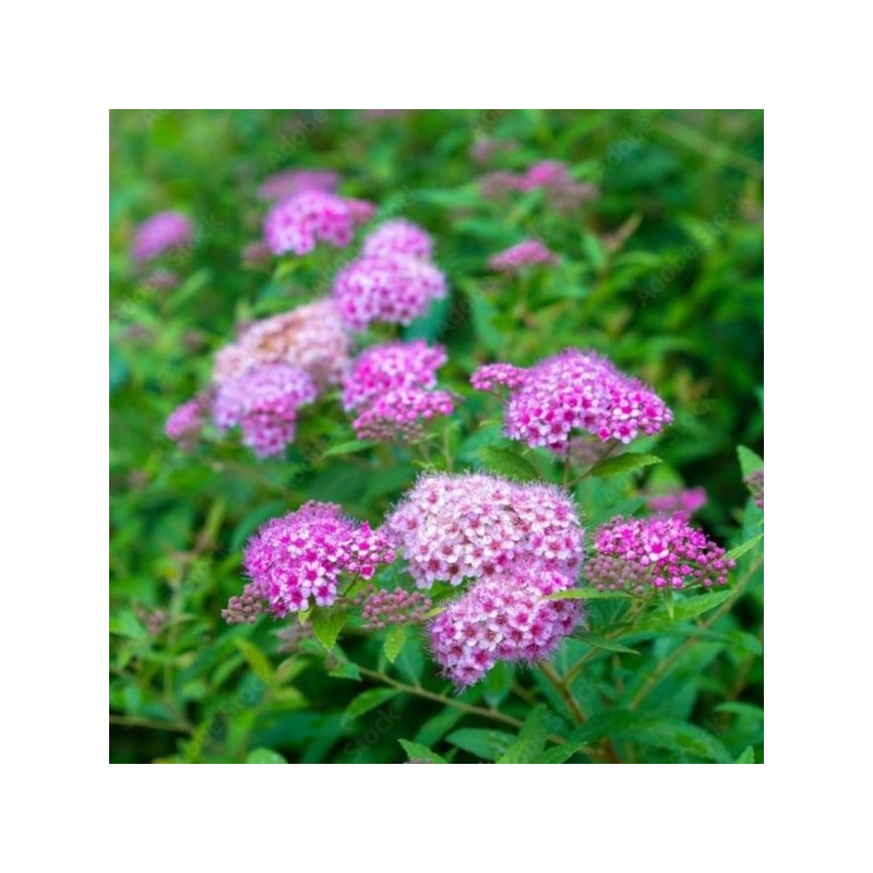Spiraea japonica 'Little Princess'