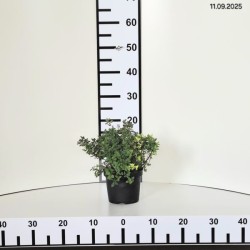 Spiraea japonica 'Little Princess'