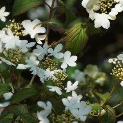 Viburnum plicatum 'Watanabe'