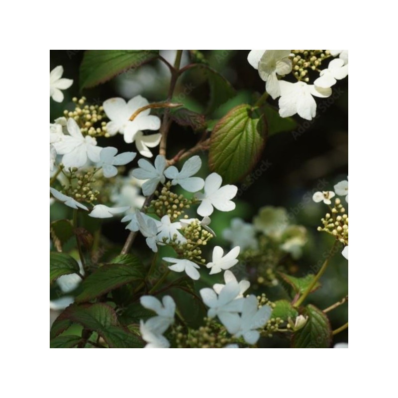 Viburnum plicatum 'Watanabe'