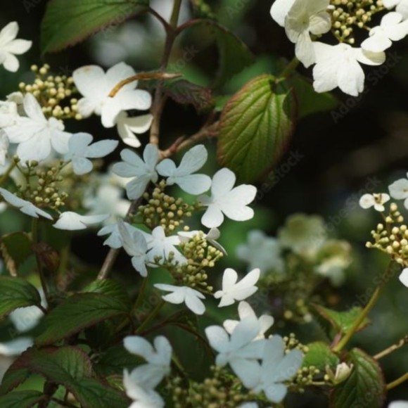 Viburnum plicatum 'Watanabe'