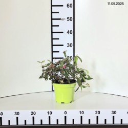 Viburnum plicatum 'Watanabe'