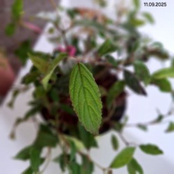 Viburnum plicatum 'Watanabe'