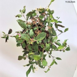 Viburnum plicatum 'Watanabe'