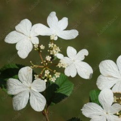 Viburnum plicatum 'Watanabe'