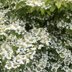 Viburnum plicatum 'Watanabe'