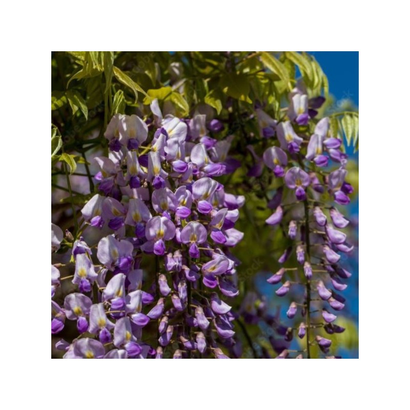 Wisteria floribunda 'Blue Dream'