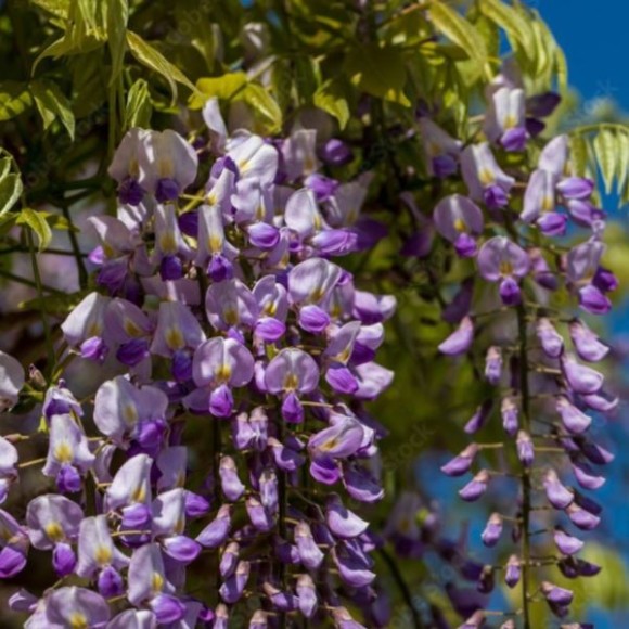 Wisteria floribunda 'Blue Dream'