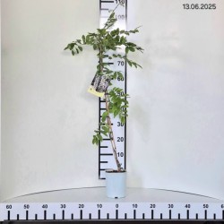 Wisteria floribunda 'Blue Dream'