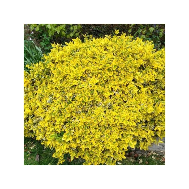 Euonymus fortunei 'Emerald 'n' Gold'