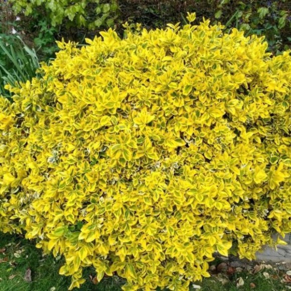 Euonymus fortunei 'Emerald 'n' Gold'