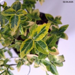 Euonymus fortunei 'Emerald 'n' Gold'