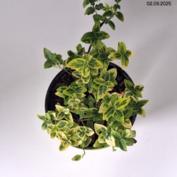 Euonymus fortunei 'Emerald 'n' Gold'