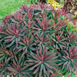 Euphorbia amygdaloides RUBY...