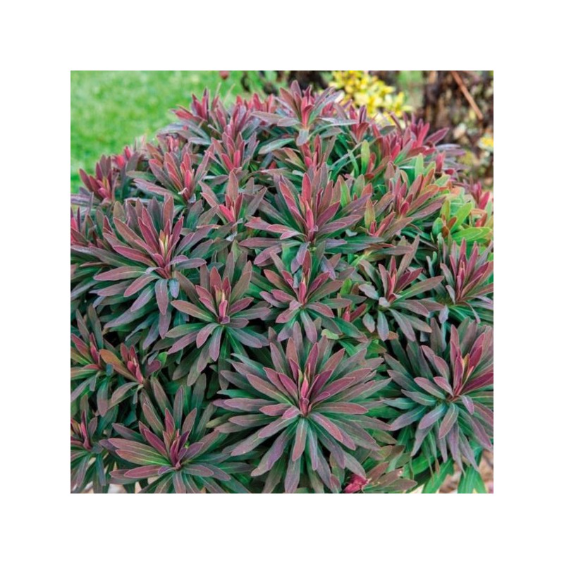 Euphorbia amygdaloides RUBY GLOW 'Waleuphglo'