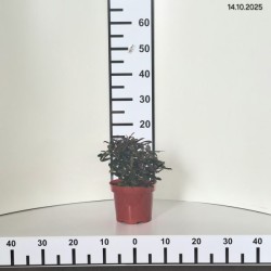 Euphorbia amygdaloides RUBY GLOW 'Waleuphglo'