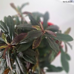 Euphorbia amygdaloides RUBY GLOW 'Waleuphglo'