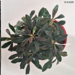 Euphorbia amygdaloides RUBY GLOW 'Waleuphglo'