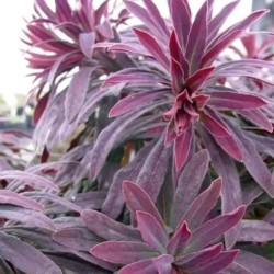 Euphorbia amygdaloides RUBY GLOW 'Waleuphglo'