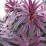 Euphorbia amygdaloides RUBY GLOW 'Waleuphglo'